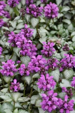 Purple Dragon Lamium - 1 Gallon Pot -Flora Bloom Shop lamium maculatum purple dragon 3