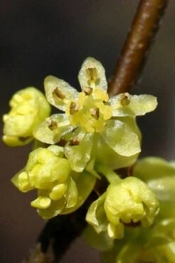 Spicebush (Lindera Benzoin) - 1 Gallon Pot -Flora Bloom Shop lindera benzoin yellow spicebush 1 1