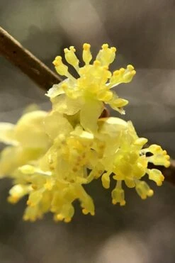 Spicebush (Lindera Benzoin) - 1 Gallon Pot -Flora Bloom Shop lindera benzoin yellow spicebush 13 1