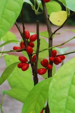 Spicebush (Lindera Benzoin) - 1 Gallon Pot -Flora Bloom Shop lindera benzoin yellow spicebush 14 1