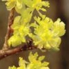 Spicebush (Lindera Benzoin) - 1 Gallon Pot