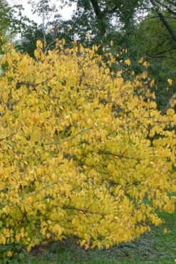 Spicebush (Lindera Benzoin) - 1 Gallon Pot -Flora Bloom Shop lindera benzoin yellow spicebush 21 1