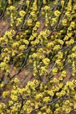 Spicebush (Lindera Benzoin) - 1 Gallon Pot -Flora Bloom Shop lindera benzoin yellow spicebush 22 1