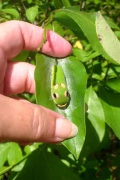 Spicebush (Lindera Benzoin) - 1 Gallon Pot -Flora Bloom Shop lindera benzoin yellow spicebush 7 1
