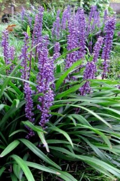 Royal Purple Liriope - Lilyturf - 18 Count Flats Of Pint Pots 15 Royal Purple Liriope - Lilyturf - 18 Count Flats Of Pint Pots -Flora Bloom Shop liriope muscari royal purple lilyturf 102