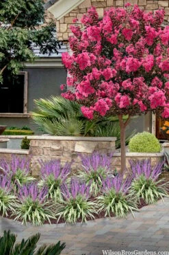 Variegated Liriope (Monkey Grass / Lilyturf) - 1 Gallon Pot -Flora Bloom Shop liriope muscari variegata variegated liriope lilyturf 2