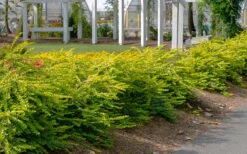 Thunderbolt Golden Box Honeysuckle - 3 Gallon Pot -Flora Bloom Shop lonicera nitida thunderbolt box honeysuckle 1