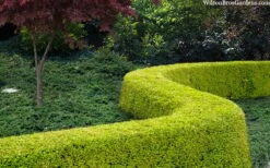 Thunderbolt Golden Box Honeysuckle - 3 Gallon Pot -Flora Bloom Shop lonicera nitida thunderbolt box honeysuckle 4