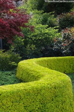 Thunderbolt Golden Box Honeysuckle - 3 Gallon Pot -Flora Bloom Shop lonicera nitida thunderbolt box honeysuckle 5