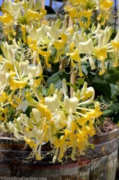 Scentsation Fragrant Yellow Honeysuckle - Lonicera Periclymenum - 1 Gallon Pot -Flora Bloom Shop lonicera scentsation fragrant yellow honeysuckle 101