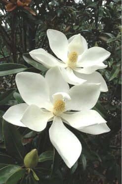 Alta Southern Magnolia - 3 Gallon Pot