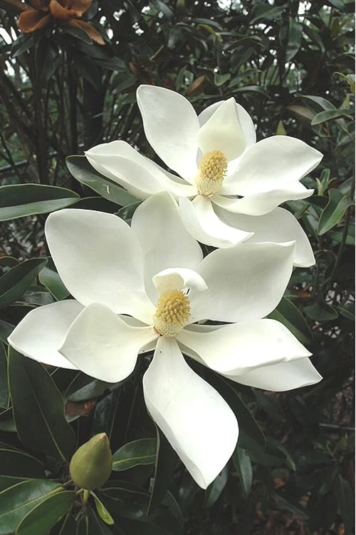 Alta Southern Magnolia - 3 Gallon Pot 1 Alta Southern Magnolia - 3 Gallon Pot