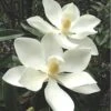 Alta Southern Magnolia - 7 Gallon Pot (4-5')