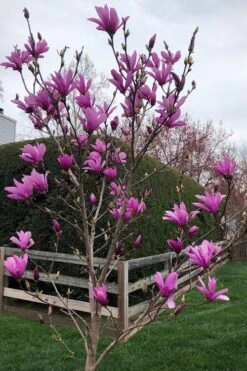 Ann Magnolia Tulip Tree - 5 Gallon Pot -Flora Bloom Shop magnolia ann tulip tree 100