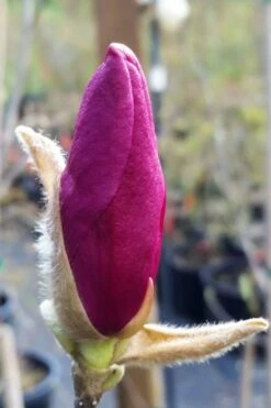 Betty Magnolia Tulip Tree - 3 Gallon Pot 14 Betty Magnolia Tulip Tree - 3 Gallon Pot -Flora Bloom Shop magnolia betty 21