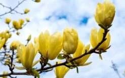 Butterflies Yellow Magnolia (Tulip Tree) - 3 Gallon Pot -Flora Bloom Shop magnolia butterflies yellow tulip tree 2