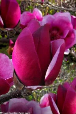 Cameo Magnolia Tulip Tree - 5 Gallon Pot 11 Cameo Magnolia Tulip Tree - 5 Gallon Pot -Flora Bloom Shop magnolia cameo tulip tree 1
