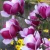 Cameo Magnolia Tulip Tree - 5 Gallon Pot