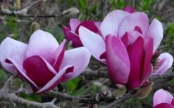 Cameo Magnolia Tulip Tree - 5 Gallon Pot 15 Cameo Magnolia Tulip Tree - 5 Gallon Pot -Flora Bloom Shop magnolia cameo tulip tree 5