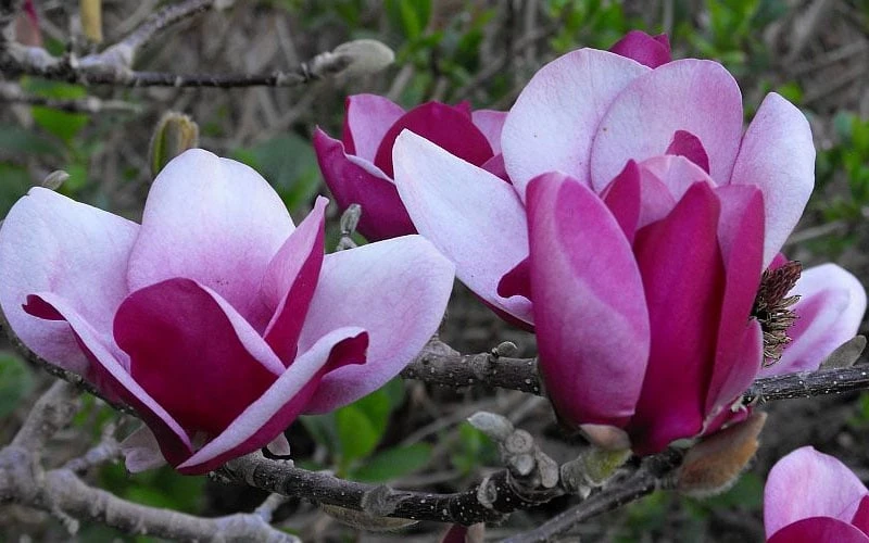 Cameo Magnolia Tulip Tree - 5 Gallon Pot 8 Cameo Magnolia Tulip Tree - 5 Gallon Pot - Image 8