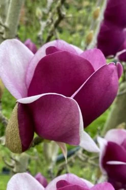 Cameo Magnolia Tulip Tree - 5 Gallon Pot 12 Cameo Magnolia Tulip Tree - 5 Gallon Pot -Flora Bloom Shop magnolia cameo tulip tree 7