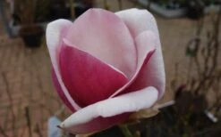Cameo Magnolia Tulip Tree - 5 Gallon Pot 14 Cameo Magnolia Tulip Tree - 5 Gallon Pot -Flora Bloom Shop magnolia cameo tulip tree 8