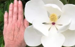 Edith Bogue Cold Hardy Evergreen Magnolia - 5 Gallon Pot -Flora Bloom Shop magnolia edith bogue 3