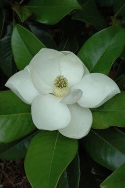Edith Bogue Cold Hardy Evergreen Magnolia - 5 Gallon Pot -Flora Bloom Shop magnolia edith bogue 5