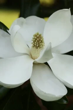 Edith Bogue Cold Hardy Evergreen Magnolia - 5 Gallon Pot -Flora Bloom Shop magnolia edith bogue 6 1