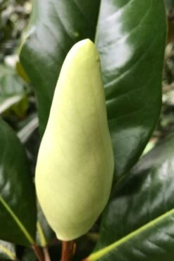 Edith Bogue Cold Hardy Evergreen Magnolia - 5 Gallon Pot -Flora Bloom Shop magnolia edith bogue bud 1