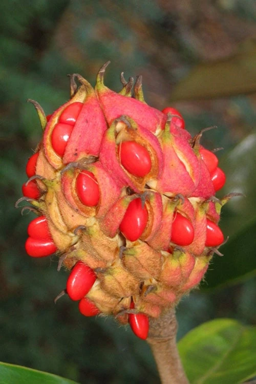 Victoria Cold Hardy Evergreen Magnolia - 3 Gallon Pot 7 Victoria Cold Hardy Evergreen Magnolia - 3 Gallon Pot - Image 7