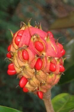 Edith Bogue Cold Hardy Evergreen Magnolia - 5 Gallon Pot -Flora Bloom Shop magnolia edith bogue fruit 1