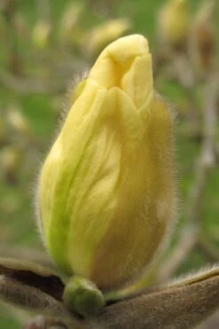 Elizabeth Magnolia (Tulip Tree) - 5 Gallon Pot -Flora Bloom Shop magnolia elizabeth 10
