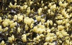 Elizabeth Magnolia (Tulip Tree) - 5 Gallon Pot -Flora Bloom Shop magnolia elizabeth 15