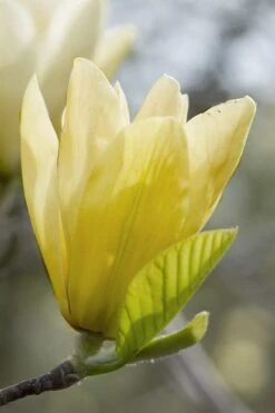 Elizabeth Magnolia (Tulip Tree) - 5 Gallon Pot -Flora Bloom Shop magnolia elizabeth 2