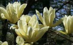 Elizabeth Magnolia (Tulip Tree) - 5 Gallon Pot -Flora Bloom Shop magnolia elizabeth 4