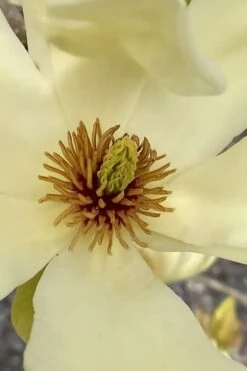 Elizabeth Magnolia (Tulip Tree) - 5 Gallon Pot -Flora Bloom Shop magnolia elizabeth 6