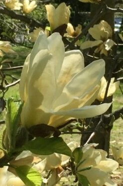 Elizabeth Magnolia (Tulip Tree) - 5 Gallon Pot -Flora Bloom Shop magnolia elizabeth 8