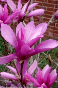 Jane Magnolia Tulip Tree - 5 Gallon Pot -Flora Bloom Shop magnolia jane tulip tree 102 3