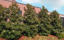 Little Gem Dwarf Southern Magnolia - 5 Gallon Pot -Flora Bloom Shop magnolia little gem 11 1