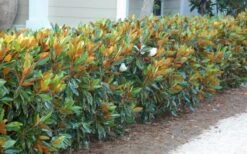 Little Gem Dwarf Southern Magnolia - 3 Gallon Pot (1.5-2.5') 16 Little Gem Dwarf Southern Magnolia - 3 Gallon Pot (1.5-2.5') -Flora Bloom Shop magnolia little gem 12