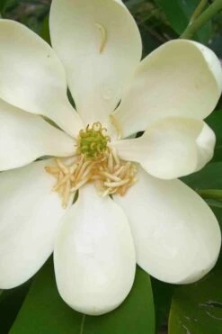Moonglow Sweetbay Magnolia Tree (Magnolia Virginiana 'Jim Wilson') - 7 Gallon Pot (4-5') 12 Moonglow Sweetbay Magnolia Tree (Magnolia Virginiana 'Jim Wilson') - 7 Gallon Pot (4-5') -Flora Bloom Shop magnolia moonglow sweetbay flower