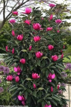 Pink Pyramid Magnolia (Tulip Tree) - 7 Gallon Pot -Flora Bloom Shop magnolia pink pyramid tulip tree 120copy