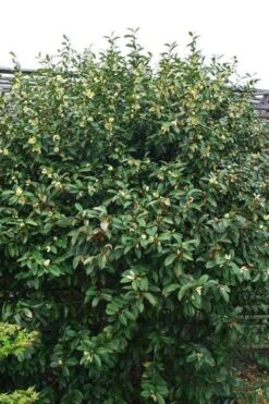 Serendipity Banana Shrub (Magnolia Figo) - 3 Gallon Pot -Flora Bloom Shop magnolia serendipity banana shrub 2