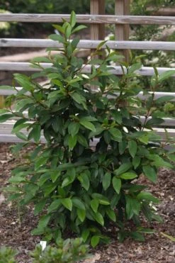 Serendipity Banana Shrub (Magnolia Figo) - 3 Gallon Pot -Flora Bloom Shop magnolia serendipity banana shrub 3