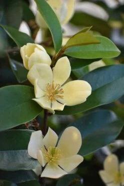 Serendipity Banana Shrub (Magnolia Figo) - 3 Gallon Pot -Flora Bloom Shop magnolia serendipity banana shrub 5