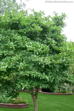 Centennial Blush Star Magnolia - 3 Gallon Pot 10 Centennial Blush Star Magnolia - 3 Gallon Pot -Flora Bloom Shop magnolia stellata 1