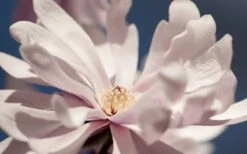 Waterlily Star Magnolia Tree - 3 Gallon Pot -Flora Bloom Shop magnolia stellata waterlily 103