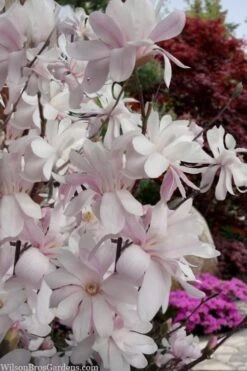 Waterlily Star Magnolia Tree - 3 Gallon Pot -Flora Bloom Shop magnolia stellata waterlily 108