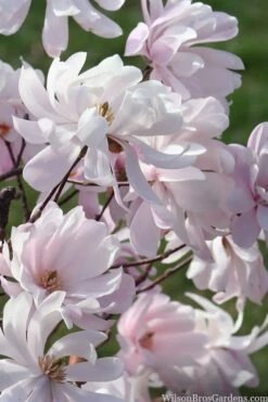 Waterlily Star Magnolia Tree - 3 Gallon Pot -Flora Bloom Shop magnolia stellata waterlily 109
